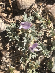 Astragalus kentrophyta tegetarius