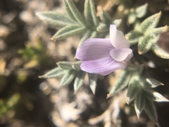 Astragalus kentrophyta tegetarius