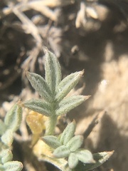 Astragalus kentrophyta tegetarius