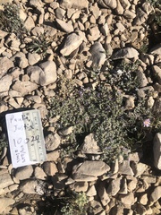 Astragalus kentrophyta tegetarius