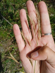 Bromus riparius