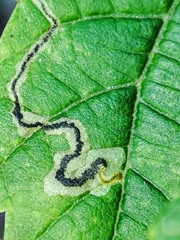 Stigmella speciosa