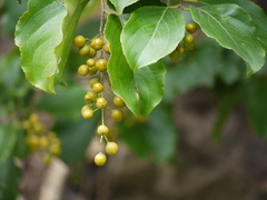 Celastrus paniculatus