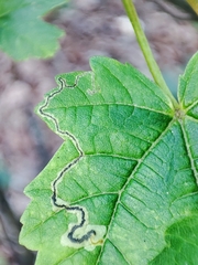 Stigmella speciosa