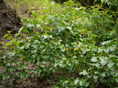 Celastrus paniculatus