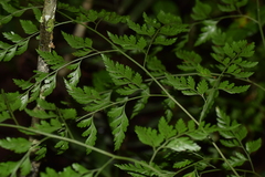 Davallia chaerophylloides