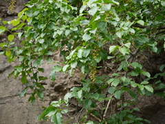 Celastrus paniculatus