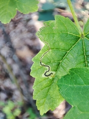 Stigmella speciosa
