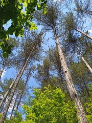 Pinus nigra pallasiana