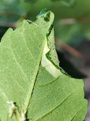Phyllonorycter geniculella