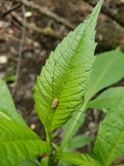 Rilaena triangularis