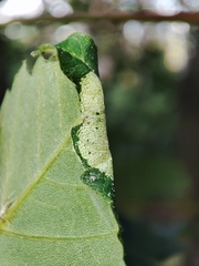 Phyllonorycter geniculella