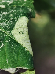 Phyllonorycter geniculella