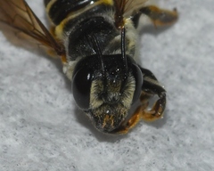 Megachile inimica
