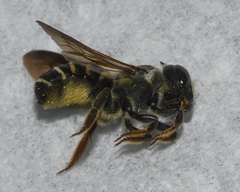 Megachile inimica