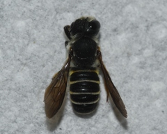 Megachile inimica