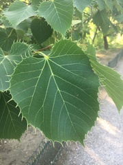Tilia