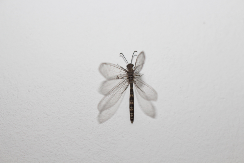 Neuroleon ochreatus