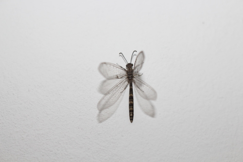 Neuroleon ochreatus