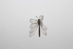 Neuroleon ochreatus