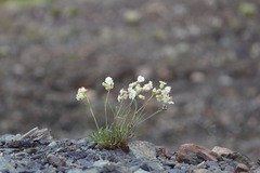 Silene paucifolia