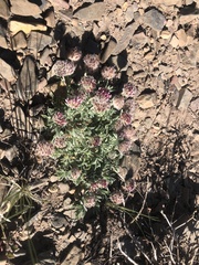 Trifolium andersonii