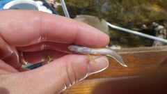 Etheostoma lepidum