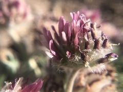 Trifolium andersonii