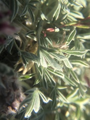 Trifolium andersonii