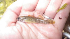 Etheostoma lepidum