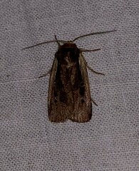 Ochropleura implecta