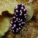 Phyllidiopsis burni - Photo (c) Blogie Robillo, some rights reserved (CC BY-NC-ND), uploaded by Blogie Robillo