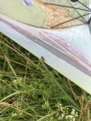 Cantharis pellucida