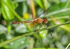 Erythrodiplax famula