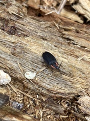 Ellychnia alexanderi