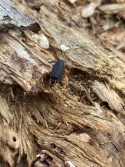 Ellychnia alexanderi