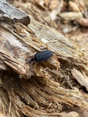 Ellychnia alexanderi