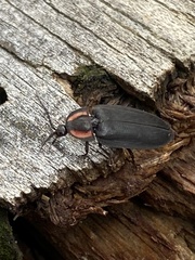 Ellychnia alexanderi