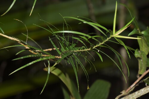 Dracaena reflexa image