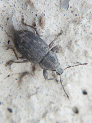 Anametis subfusca