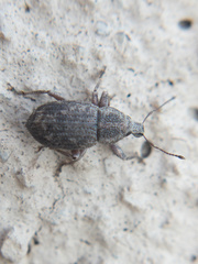 Anametis subfusca