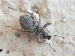 Anametis subfusca