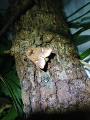 Amphipoea interoceanica