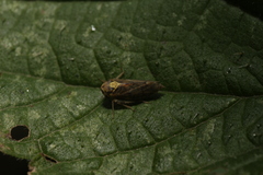 Macropsis scutellata