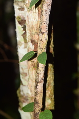 Paederia mandrarensis