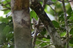 Newtonia brunneicauda