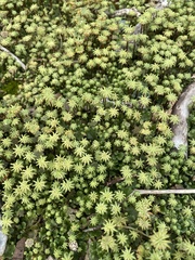 Marchantia polymorpha