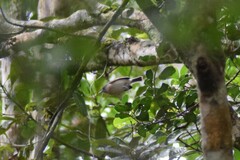 Newtonia brunneicauda