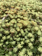Marchantia polymorpha