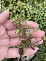 Marchantia polymorpha